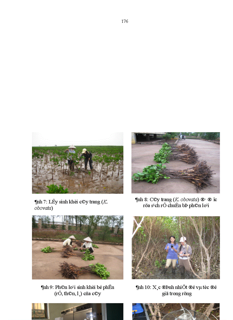 image for page Nghiên cứu khả năng tích luỹ cacbon của rừng trang Kandelia obovata Sheue Liu Yong trồng ven biển huyện Giao Thuỷ tỉnh Nam Định