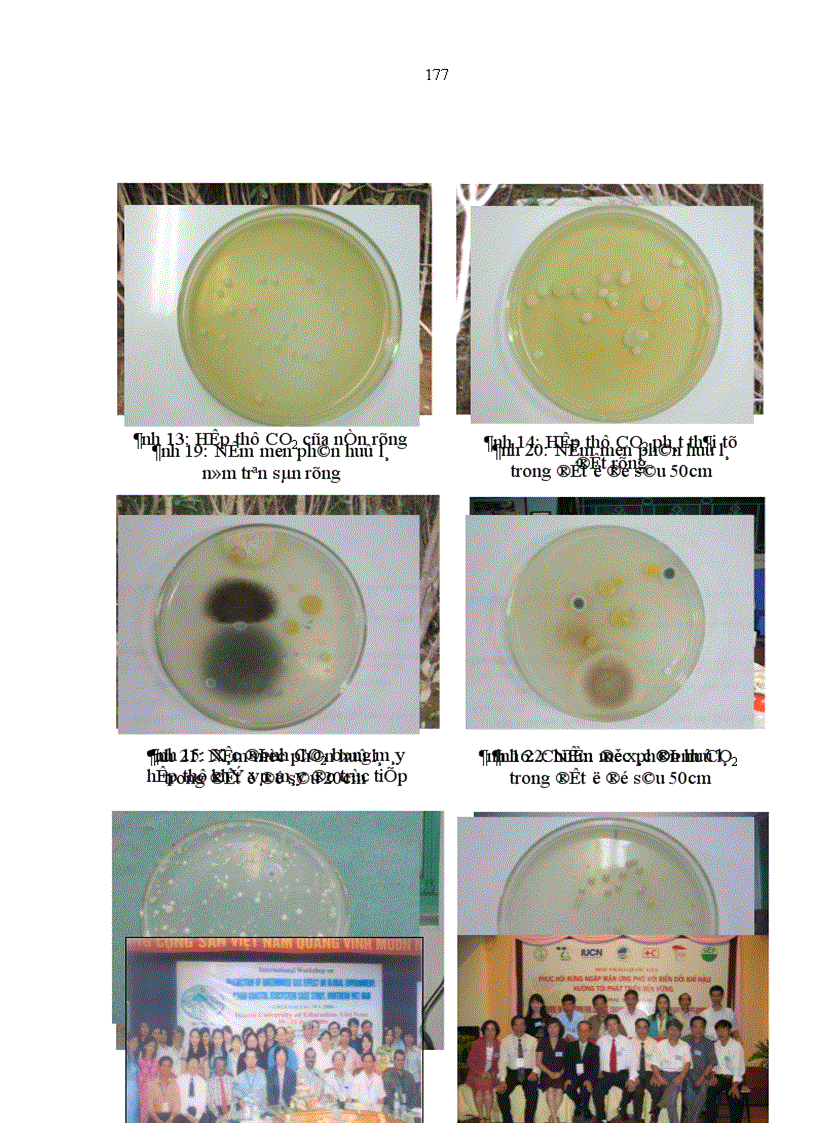 image for page Nghiên cứu khả năng tích luỹ cacbon của rừng trang Kandelia obovata Sheue Liu Yong trồng ven biển huyện Giao Thuỷ tỉnh Nam Định