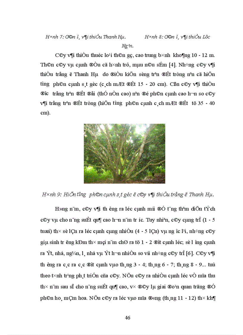 image for page Nghiên cứu ảnh hưởng của một số nhân tố sinh thái tới năng suất và chất lượng của cây vải thiều litchichinensis Sonn 1