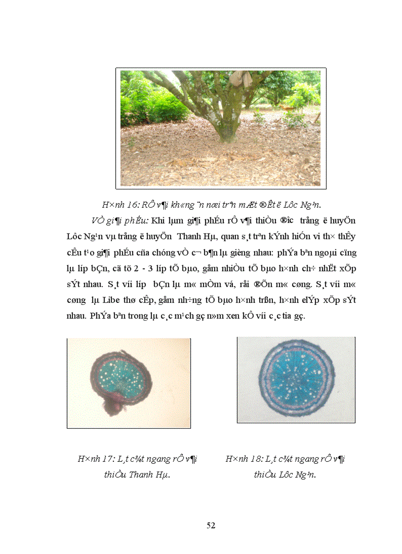 image for page Nghiên cứu ảnh hưởng của một số nhân tố sinh thái tới năng suất và chất lượng của cây vải thiều litchichinensis Sonn 1