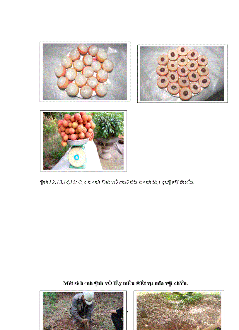 image for page Nghiên cứu ảnh hưởng của một số nhân tố sinh thái tới năng suất và chất lượng của cây vải thiều litchichinensis Sonn 1