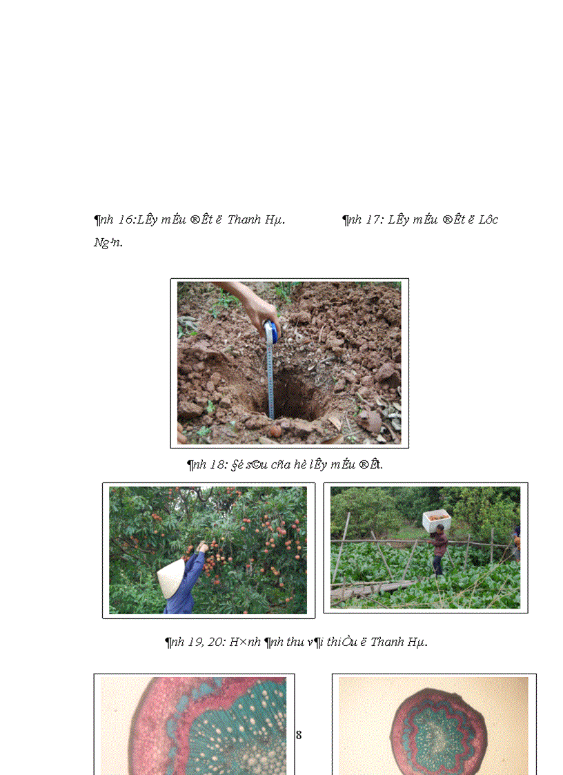 image for page Nghiên cứu ảnh hưởng của một số nhân tố sinh thái tới năng suất và chất lượng của cây vải thiều litchichinensis Sonn 1