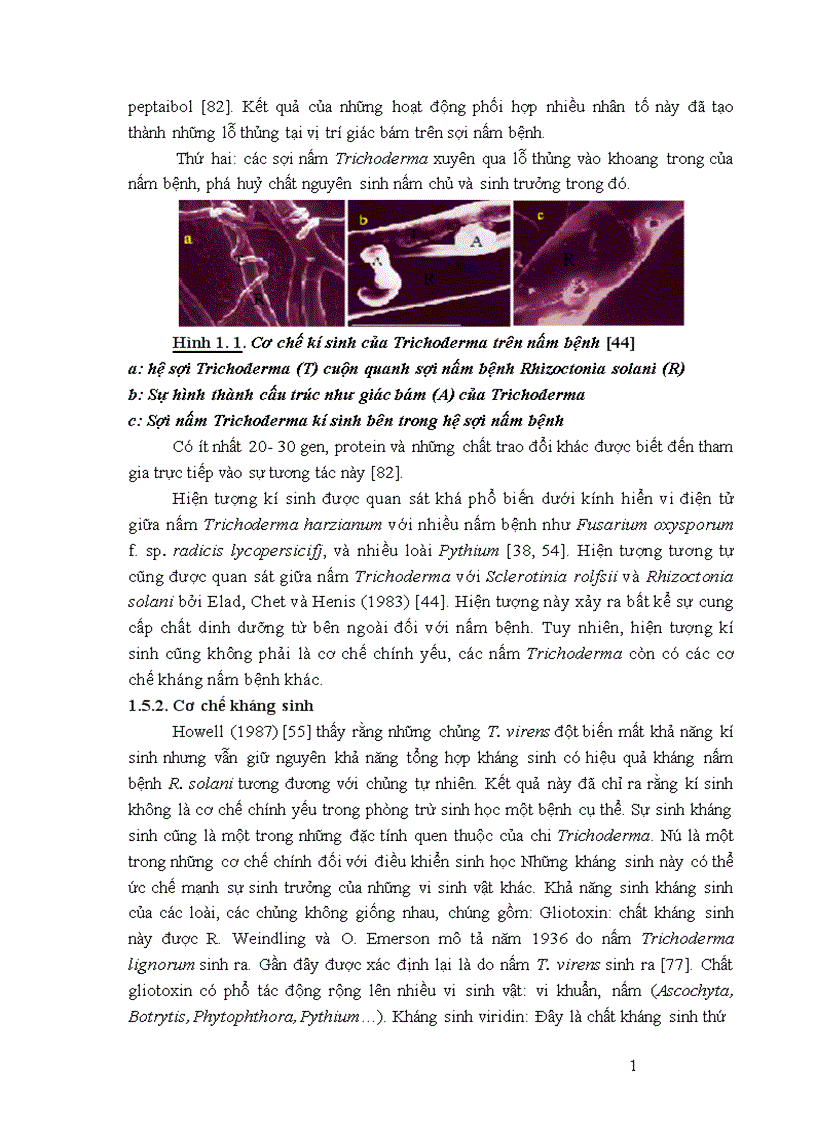 image for page Nghiên cứu khả năng đối kháng và tiềm năng ứng dụng của một số chủng Trichoderma phân lập từ RNM trên một số nấm bệnh thực vật 1