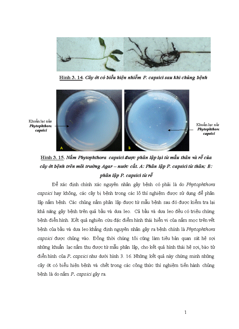 image for page Nghiên cứu khả năng đối kháng và tiềm năng ứng dụng của một số chủng Trichoderma phân lập từ RNM trên một số nấm bệnh thực vật 1