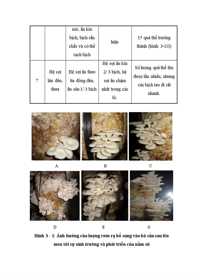 image for page Nghiên cứu hoàn thiện quy trình sử dụng bã sắn trước và sau lên men thu enzyme để nuôi trồng nấm ăn và nấm dược liệu 1