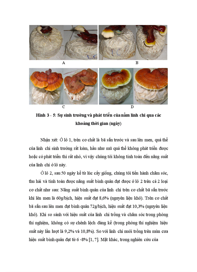 image for page Nghiên cứu hoàn thiện quy trình sử dụng bã sắn trước và sau lên men thu enzyme để nuôi trồng nấm ăn và nấm dược liệu 1