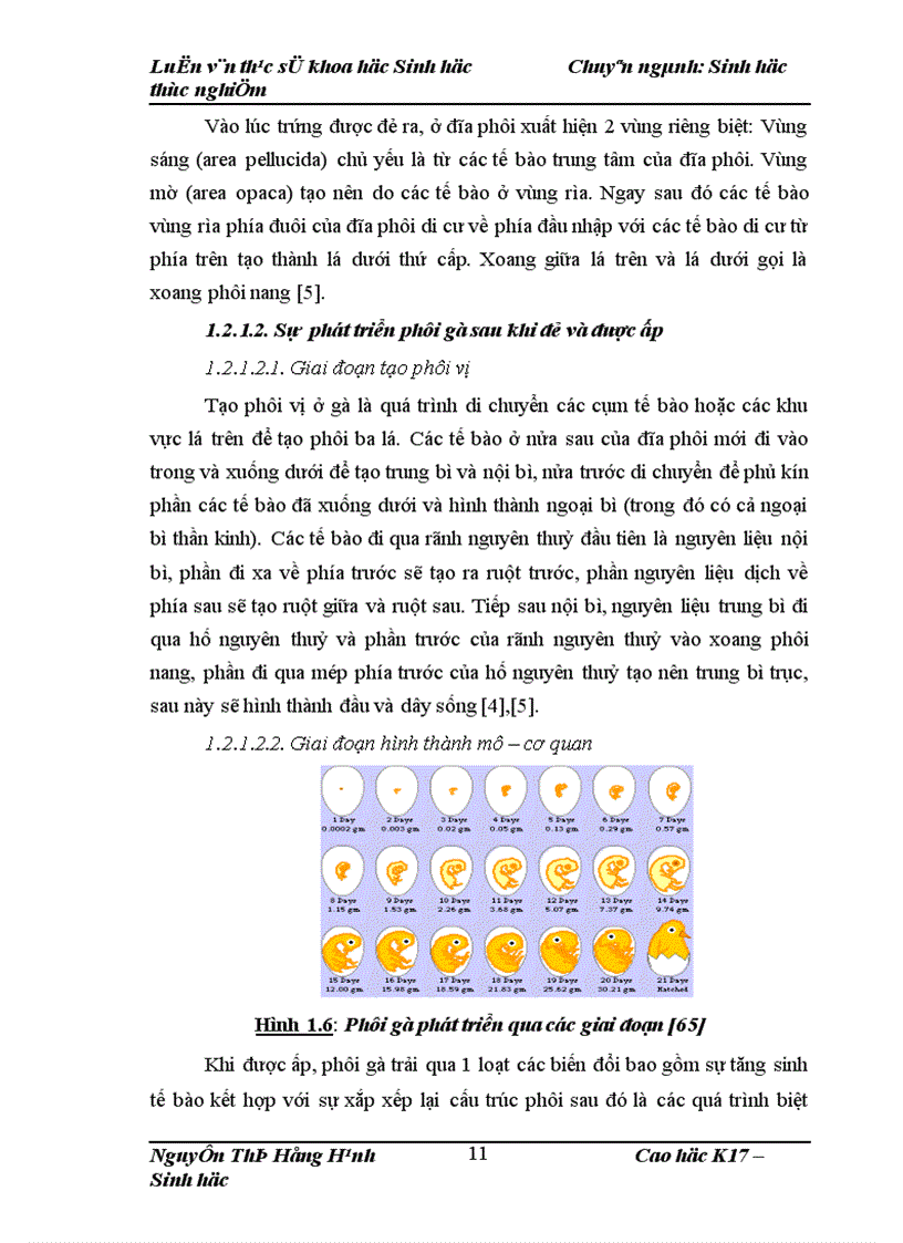 image for page Thử nghiệm chuyển gen GFP trên gà Gallus Gallus Domesticus sử dụng vector pT2 BH CVpf SB11 bằng phương pháp chuyển gen qua tinh trùng và vi tiêm vào phôi gà 0 giờ ấp 1