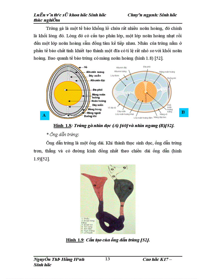 image for page Thử nghiệm chuyển gen GFP trên gà Gallus Gallus Domesticus sử dụng vector pT2 BH CVpf SB11 bằng phương pháp chuyển gen qua tinh trùng và vi tiêm vào phôi gà 0 giờ ấp 1