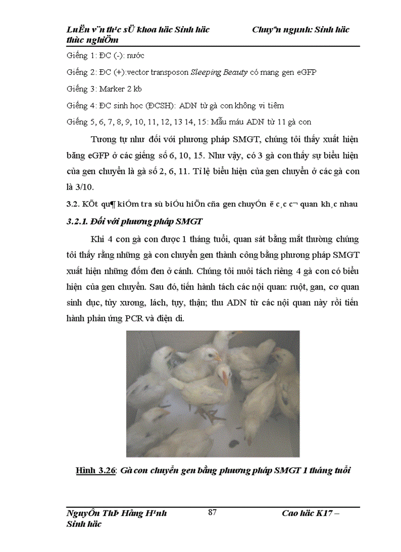 image for page Thử nghiệm chuyển gen GFP trên gà Gallus Gallus Domesticus sử dụng vector pT2 BH CVpf SB11 bằng phương pháp chuyển gen qua tinh trùng và vi tiêm vào phôi gà 0 giờ ấp 1