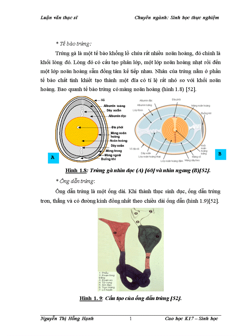 image for page Thử nghiệm chuyển gen GFP trên gà Gallus Gallus Domesticus sử dụng vector pT2 BH CVpf SB11 bằng phương pháp chuyển gen qua tinh trùng và vi tiêm vào phôi gà 0 giờ ấp 1