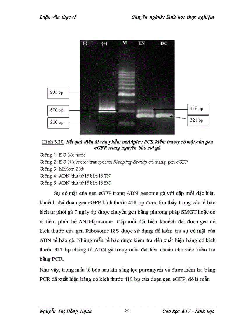 image for page Thử nghiệm chuyển gen GFP trên gà Gallus Gallus Domesticus sử dụng vector pT2 BH CVpf SB11 bằng phương pháp chuyển gen qua tinh trùng và vi tiêm vào phôi gà 0 giờ ấp 1