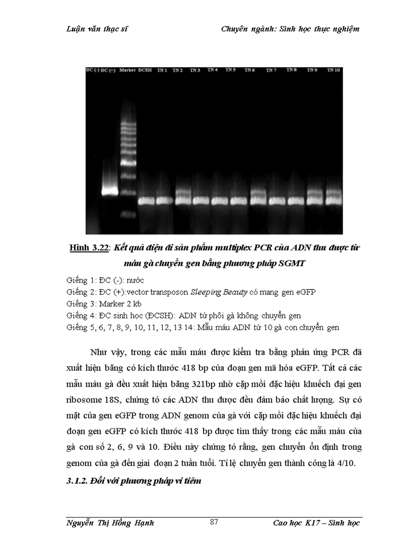 image for page Thử nghiệm chuyển gen GFP trên gà Gallus Gallus Domesticus sử dụng vector pT2 BH CVpf SB11 bằng phương pháp chuyển gen qua tinh trùng và vi tiêm vào phôi gà 0 giờ ấp 1