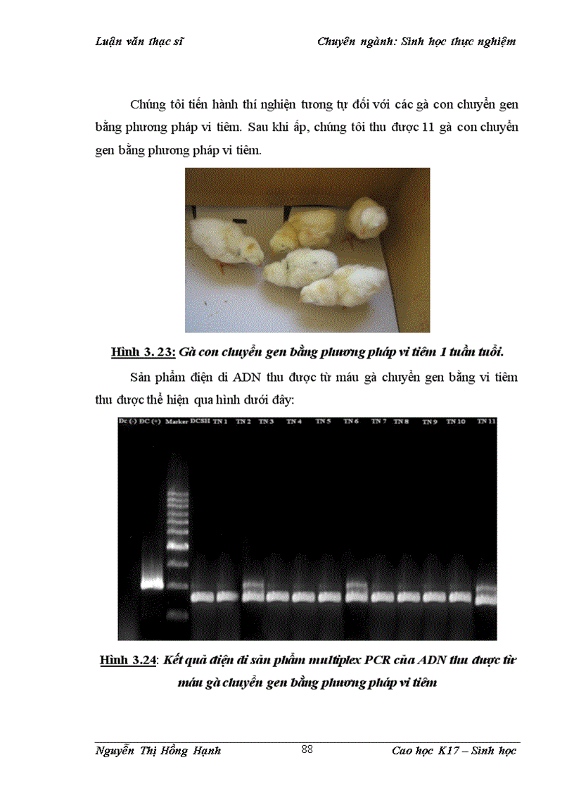 image for page Thử nghiệm chuyển gen GFP trên gà Gallus Gallus Domesticus sử dụng vector pT2 BH CVpf SB11 bằng phương pháp chuyển gen qua tinh trùng và vi tiêm vào phôi gà 0 giờ ấp 1