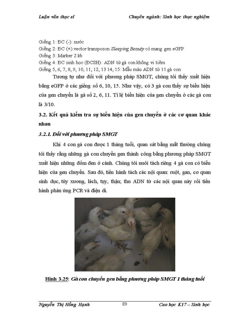 image for page Thử nghiệm chuyển gen GFP trên gà Gallus Gallus Domesticus sử dụng vector pT2 BH CVpf SB11 bằng phương pháp chuyển gen qua tinh trùng và vi tiêm vào phôi gà 0 giờ ấp 1