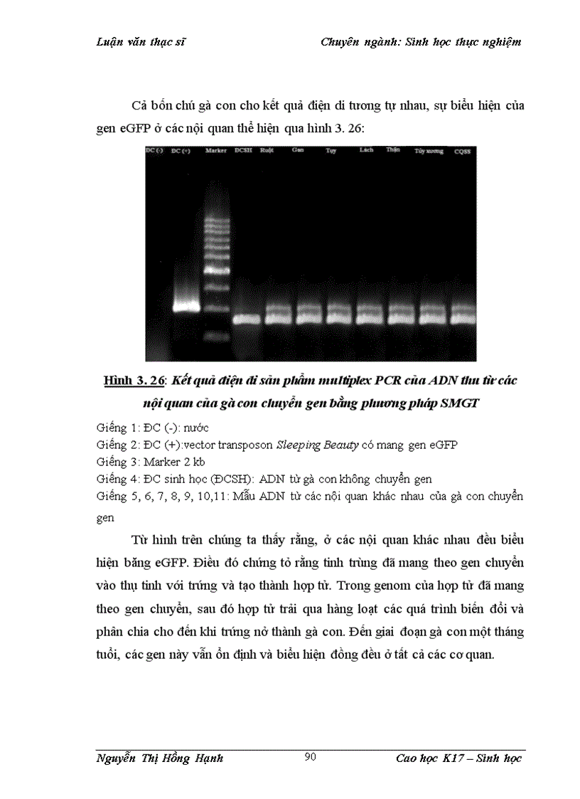 image for page Thử nghiệm chuyển gen GFP trên gà Gallus Gallus Domesticus sử dụng vector pT2 BH CVpf SB11 bằng phương pháp chuyển gen qua tinh trùng và vi tiêm vào phôi gà 0 giờ ấp 1
