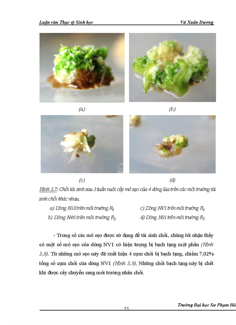 image for page Nghiên cứu nuôi cấy in vitro và ảnh hưởng của phóng xạ tia gamma nguồn Co60 vào giai đoạn callus và giai đoạn hạt nảy mầm của một số dòng lúa có triển vọng 1