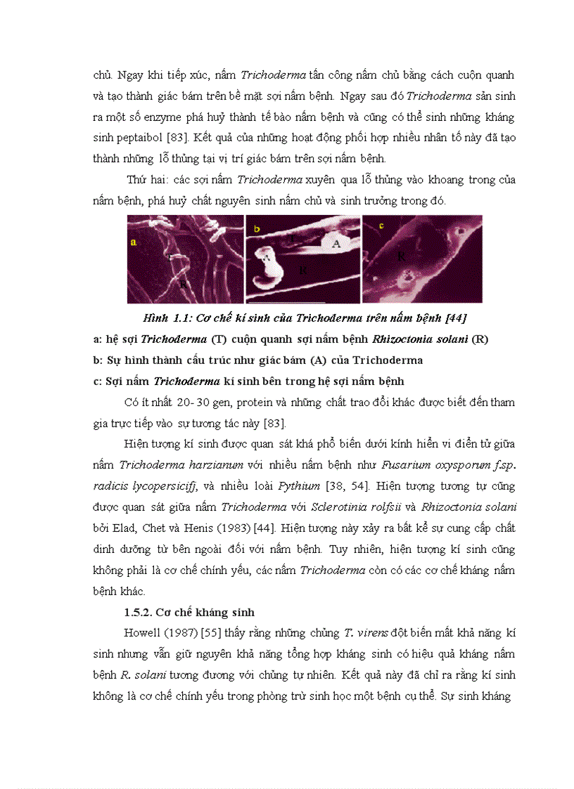 image for page Nghiên cứu khả năng đối kháng và tiềm năng ứng dụng của một số chủng Trichoderma phân lập từ RNM trên một số nấm bệnh thực vật 1
