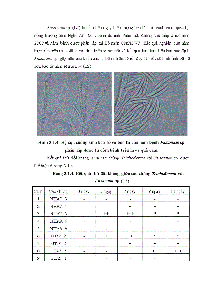 image for page Nghiên cứu khả năng đối kháng và tiềm năng ứng dụng của một số chủng Trichoderma phân lập từ RNM trên một số nấm bệnh thực vật 1