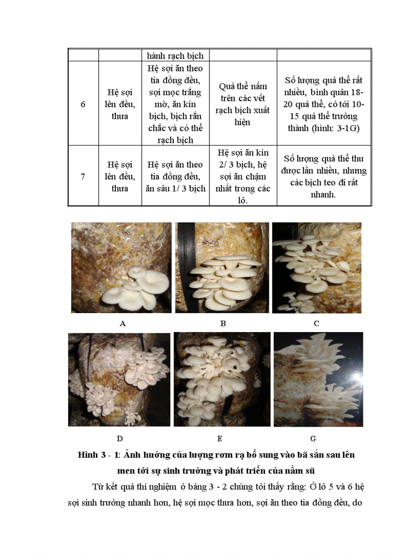 image for page Nghiên cứu hoàn thiện quy trình sử dụng bã sắn trước và sau lên men thu enzyme để nuôi trồng nấm ăn và nấm dược liệu 1