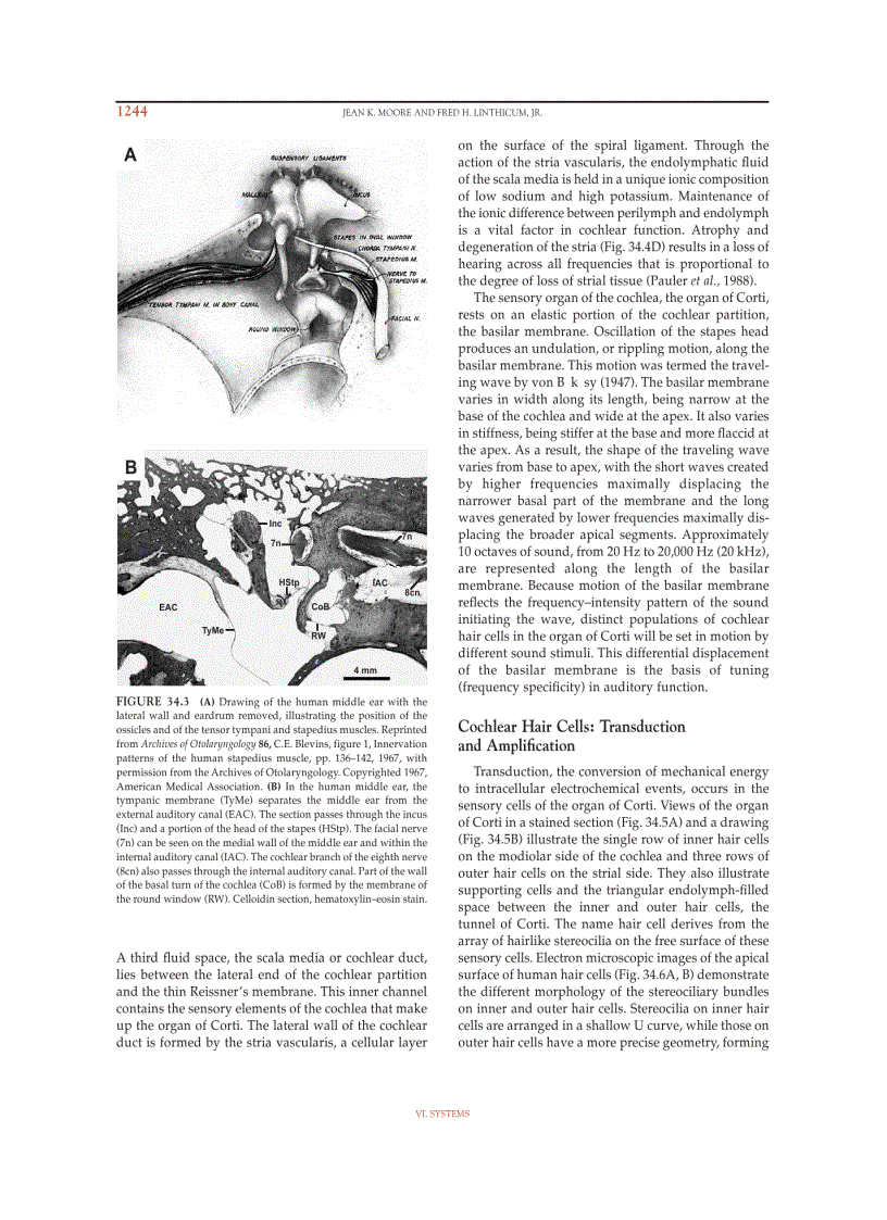 image for page The Human Nervous System Second Edition