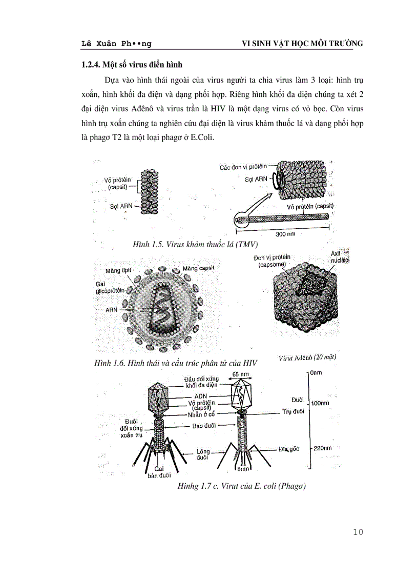 image for page Vi Sinh Vật Học Môi Trường