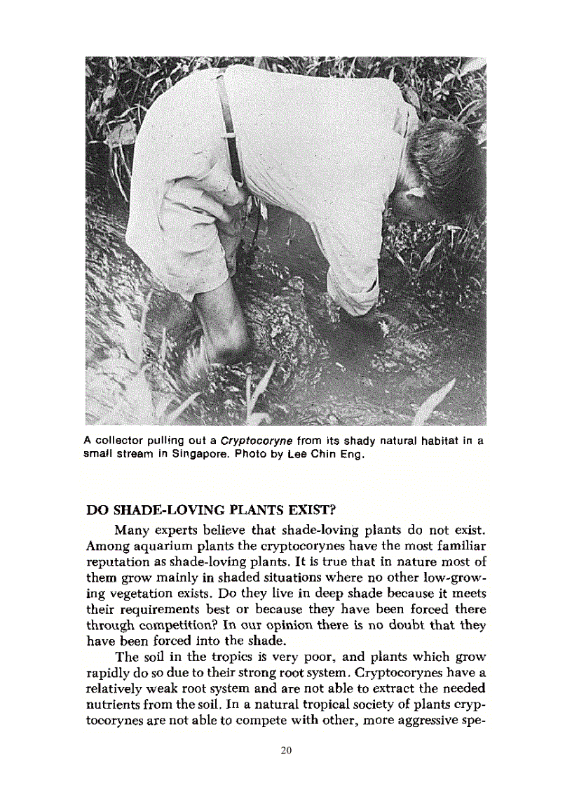 image for page Aquarium Plants Their Identification Cultivation and Ecology