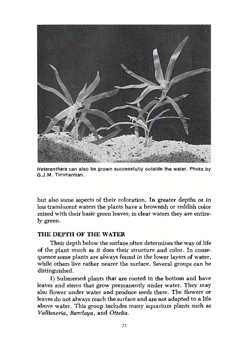 image for page Aquarium Plants Their Identification Cultivation and Ecology