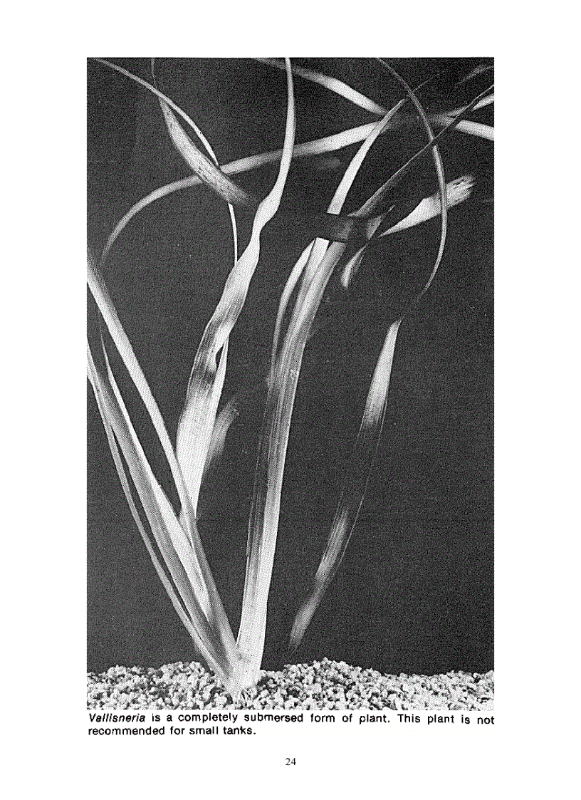 image for page Aquarium Plants Their Identification Cultivation and Ecology