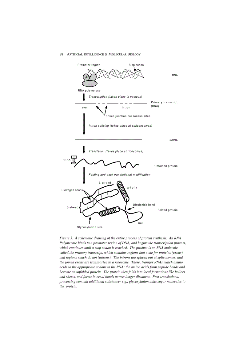image for page Artificial Intelligence and Molecular Biology