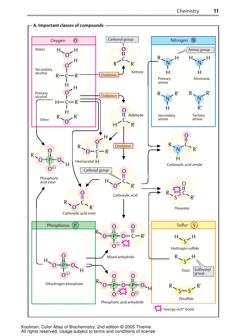 image for page Color Atlas Of Biochemistry 2d ed