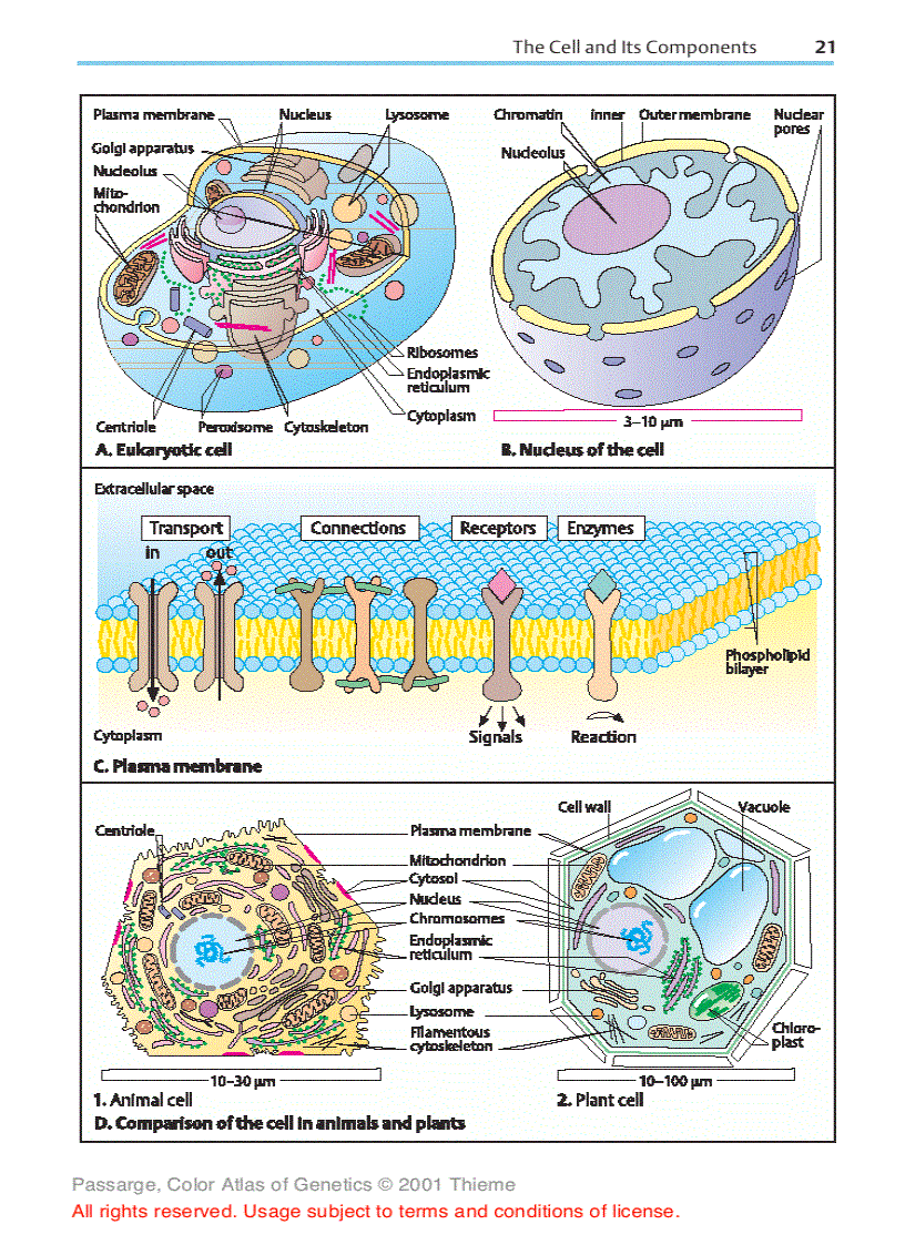image for page Color Atlas of Genetics 2nd ed