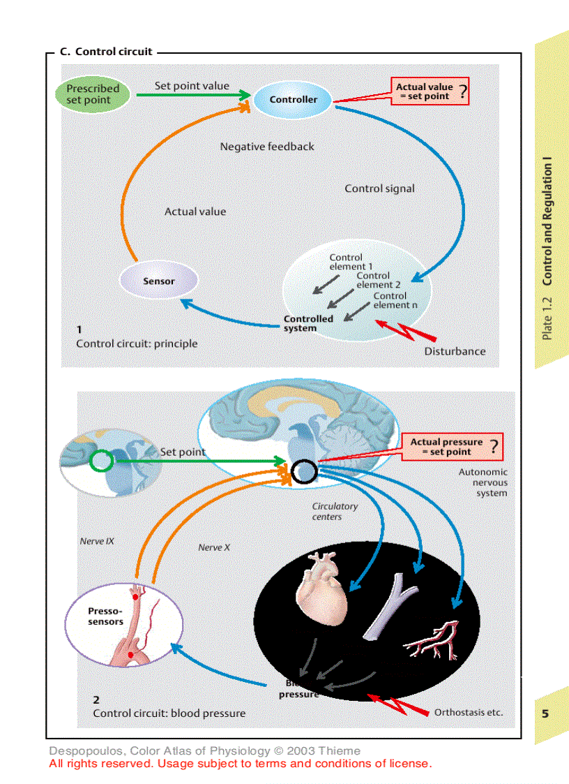 image for page Color Atlas of Physiology 5th Ed