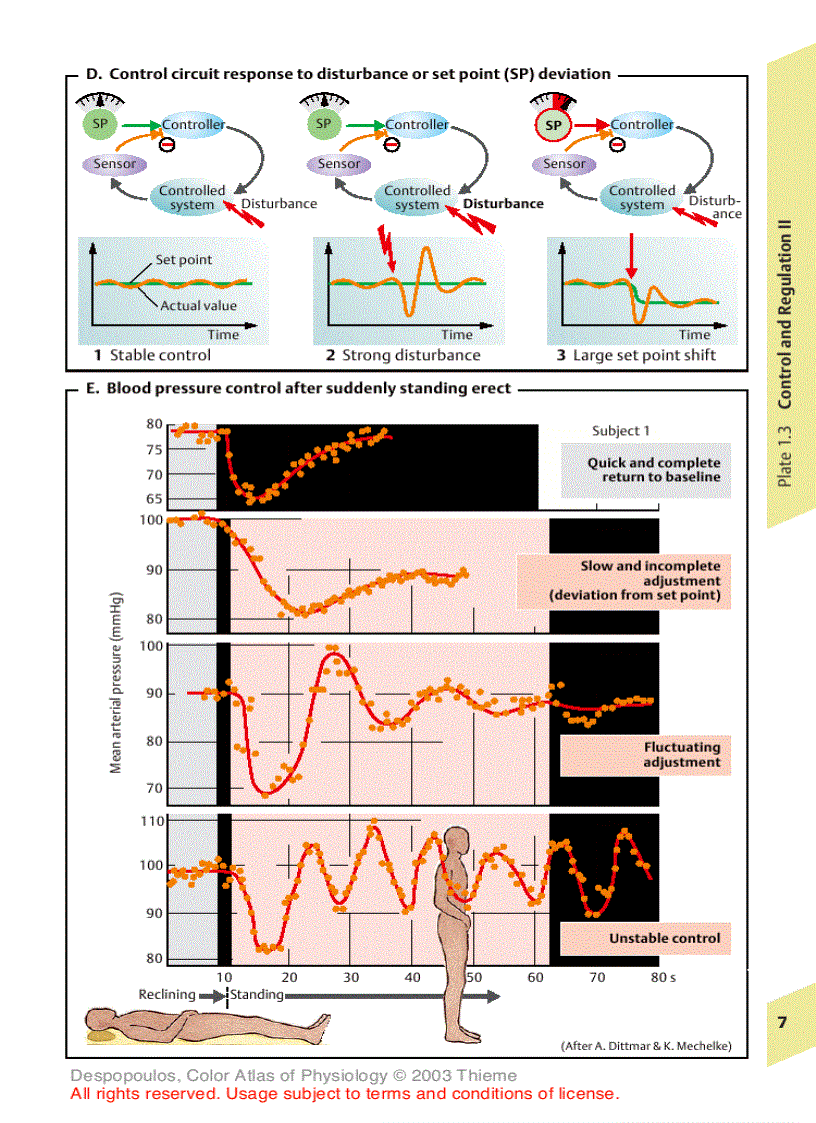 image for page Color Atlas of Physiology 5th Ed