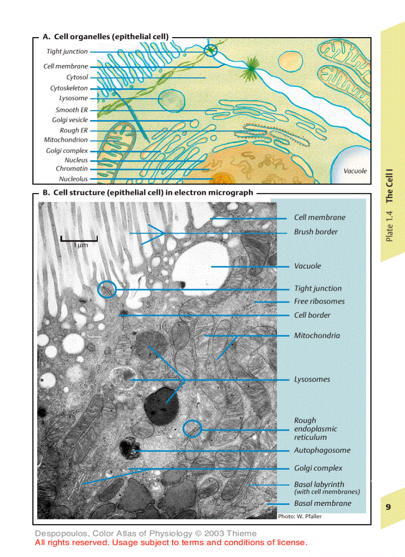 image for page Color Atlas of Physiology 5th Ed
