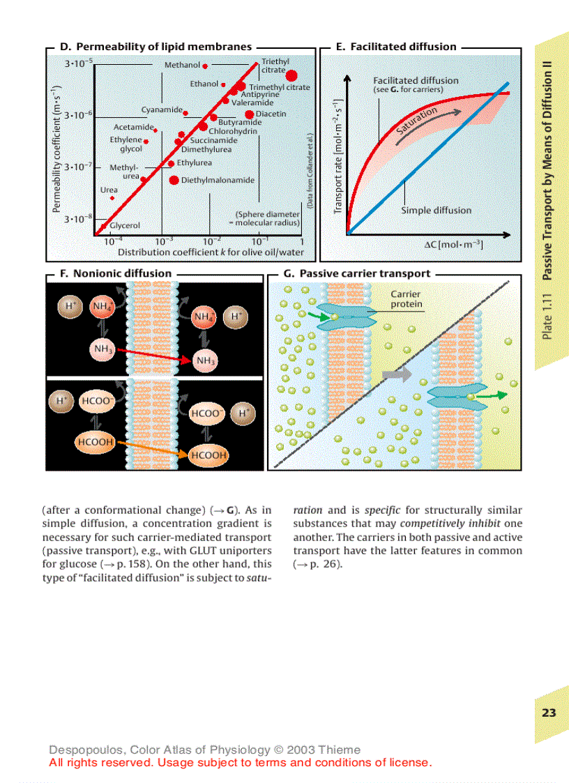 image for page Color Atlas of Physiology 5th Ed