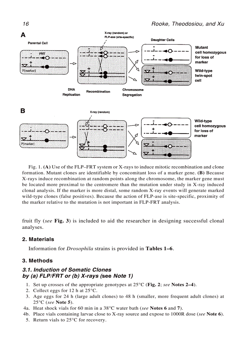 image for page Developmental biology protocols