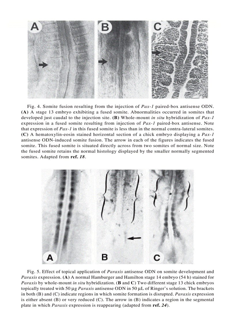 image for page Developmental biology protocols
