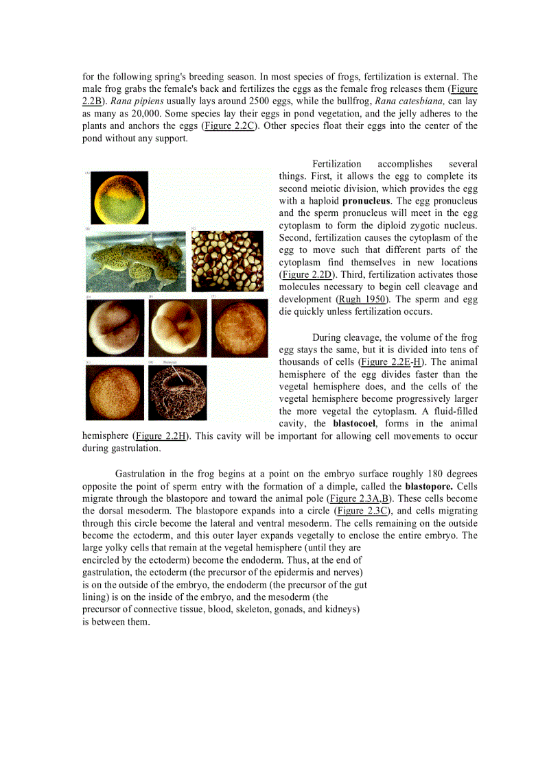 image for page Developmental Biology