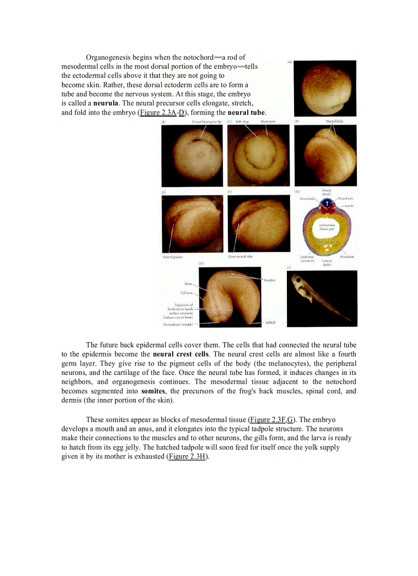 image for page Developmental Biology