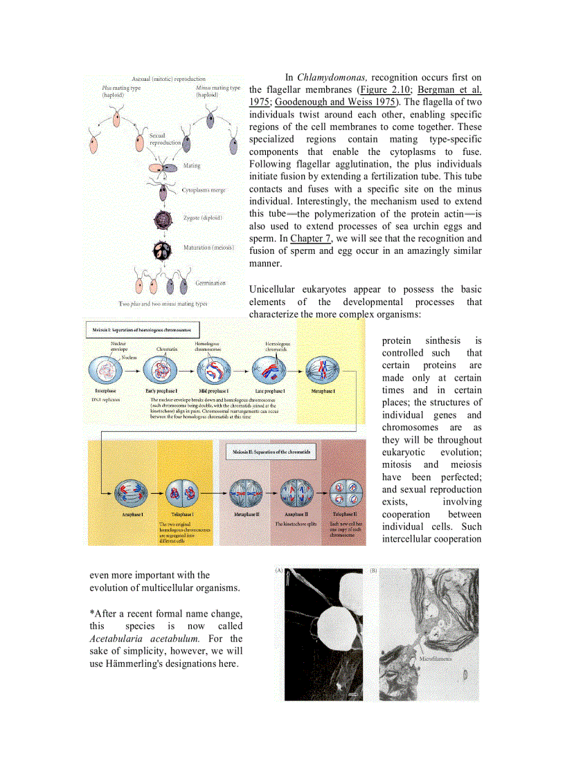 image for page Developmental Biology