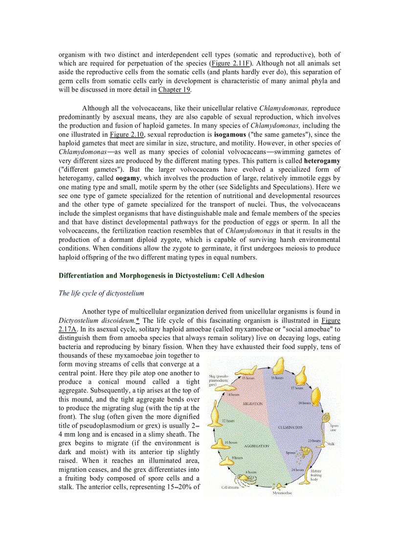 image for page Developmental Biology
