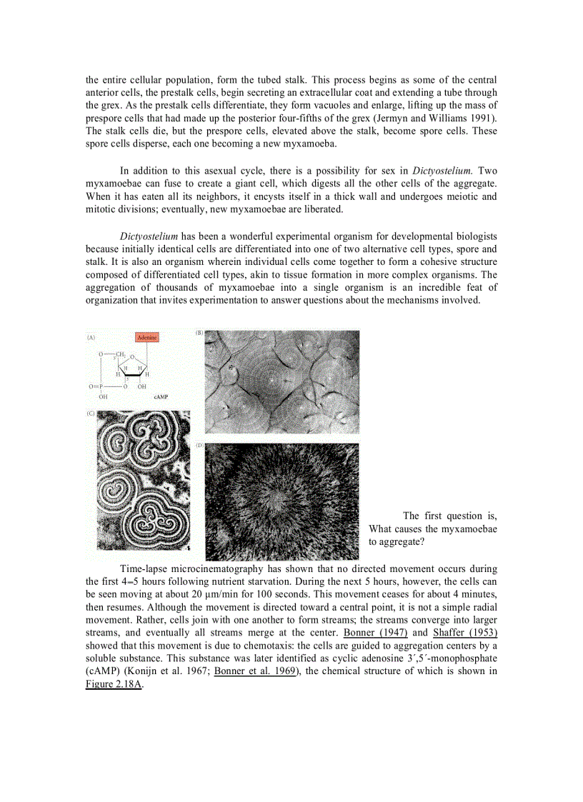 image for page Developmental Biology
