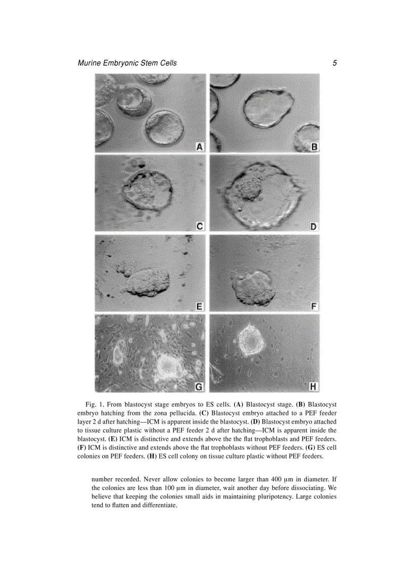 image for page Embryonic Stem Cells Methods And Protocols