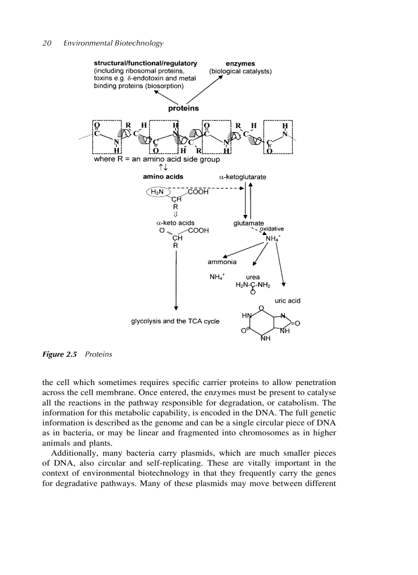 image for page Environmental Biotechnology Principles and Applications