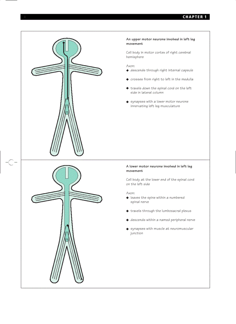 image for page Essential Neurology 4th Ed