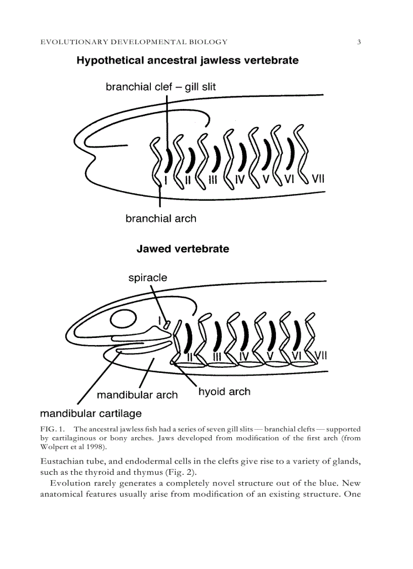 image for page Evolutionary Developmental Biology of the Cerebral Cortex