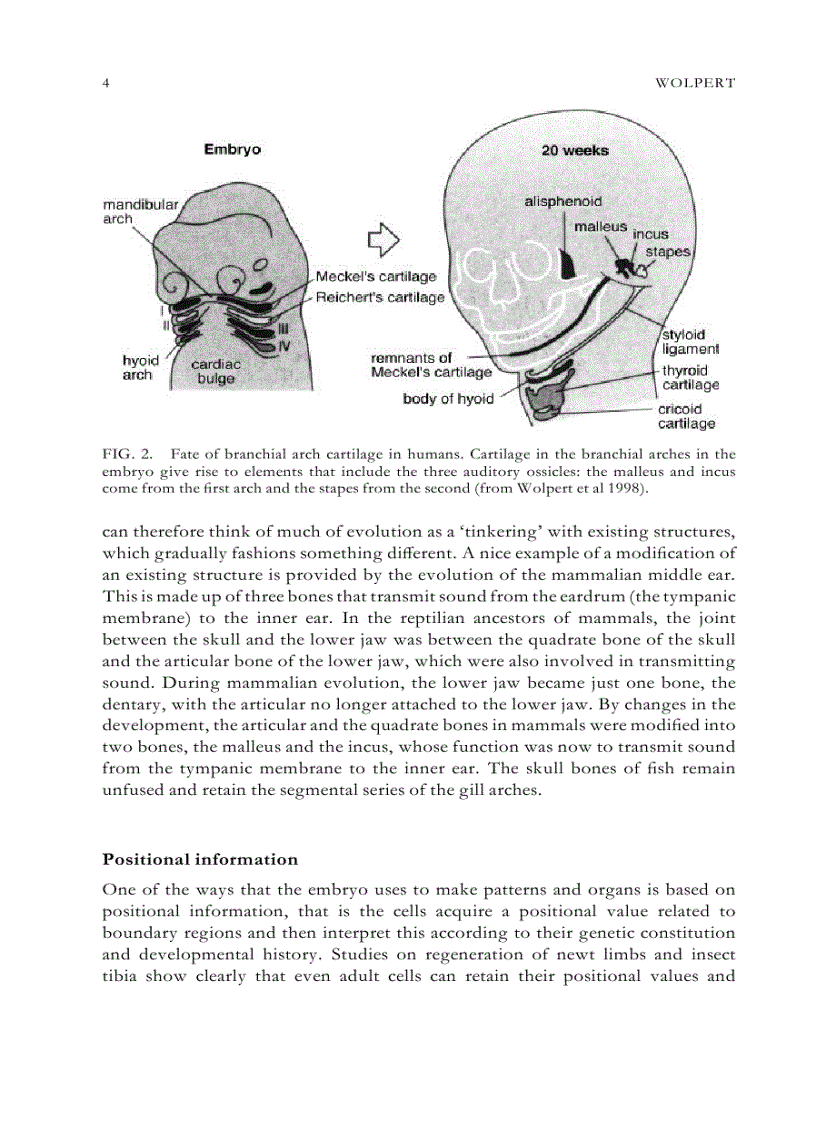 image for page Evolutionary Developmental Biology of the Cerebral Cortex