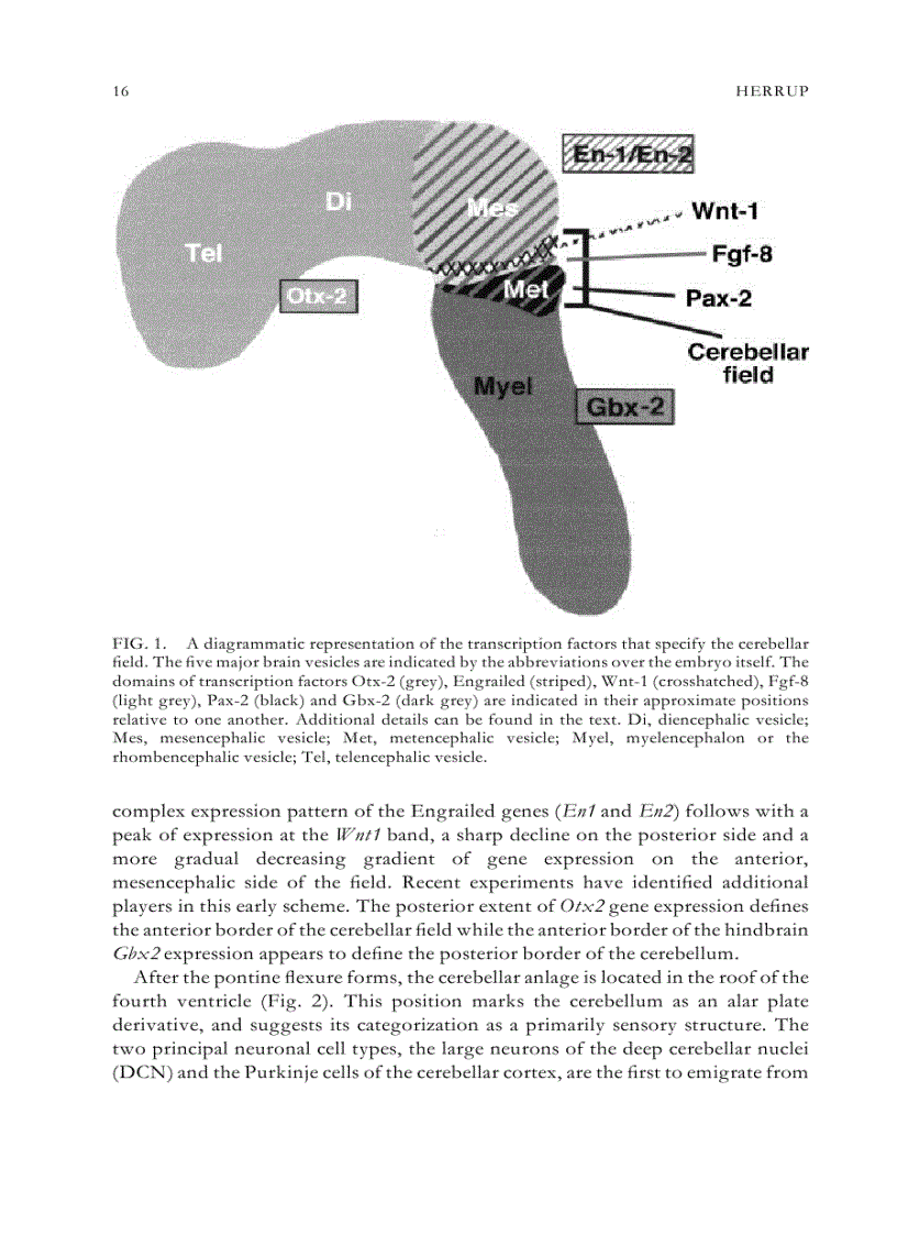 image for page Evolutionary Developmental Biology of the Cerebral Cortex