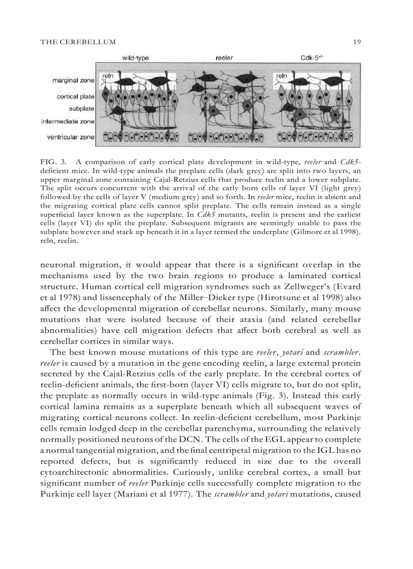 image for page Evolutionary Developmental Biology of the Cerebral Cortex