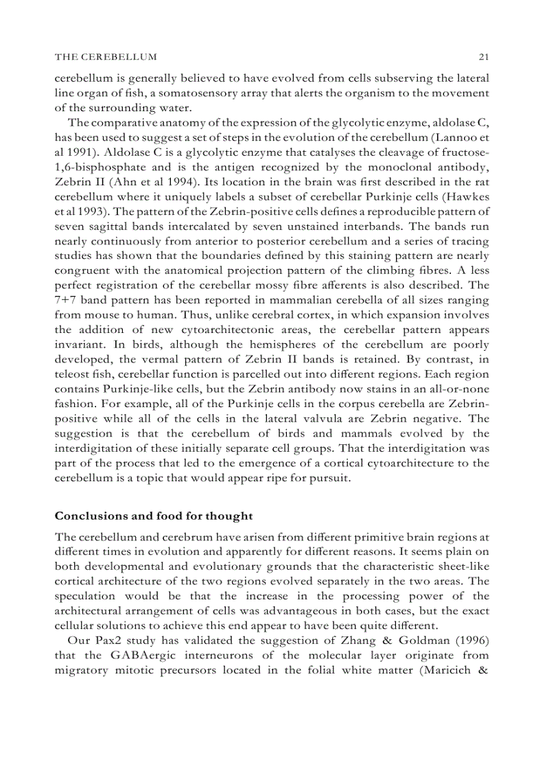 image for page Evolutionary Developmental Biology of the Cerebral Cortex